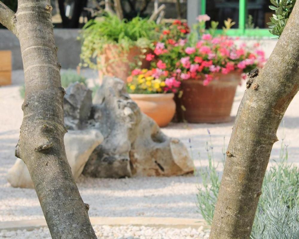 Olive tree and terracotta pots in the gravel garden