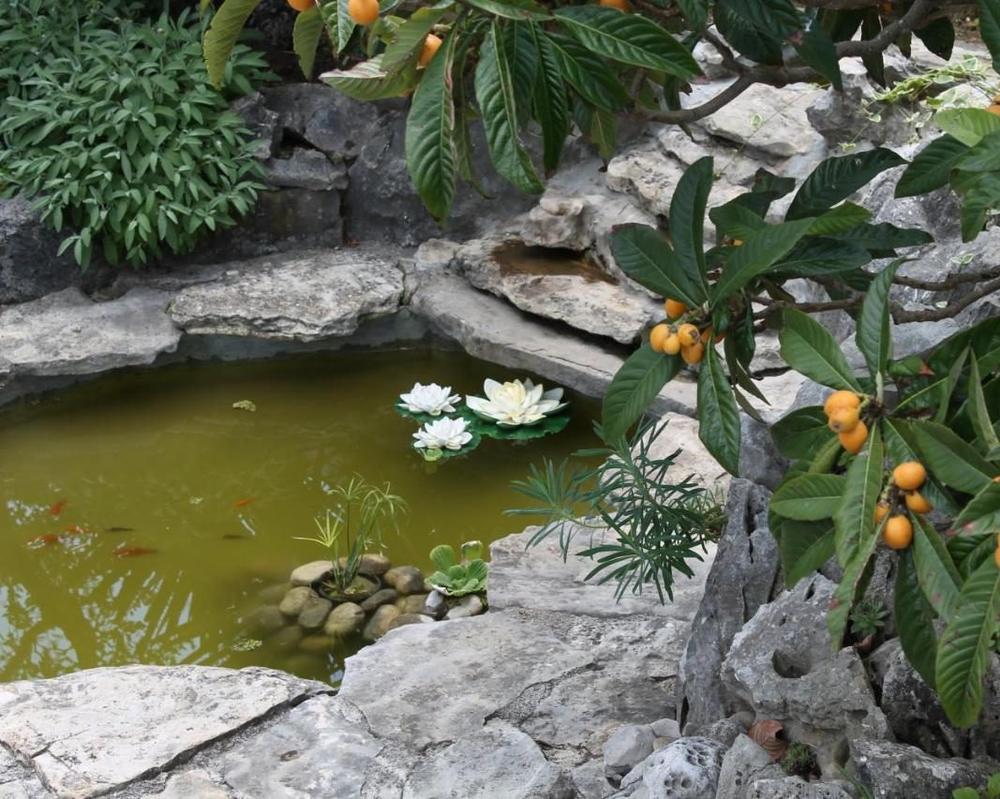 The pond beneath the loquat tree